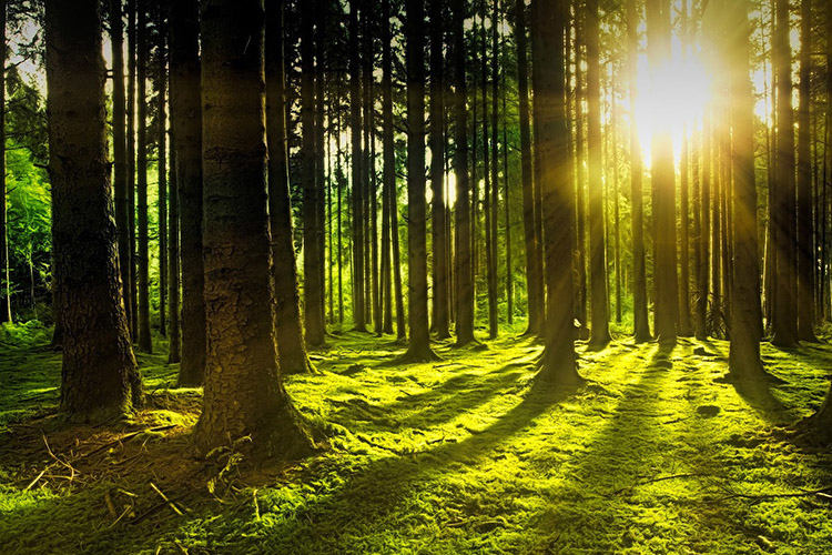 關于Cibes西柏思電梯